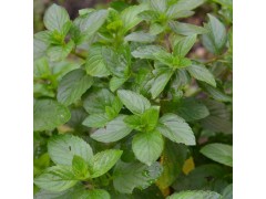 Menthe bergamote