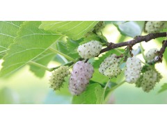 Mûrier blanc (morus alba)